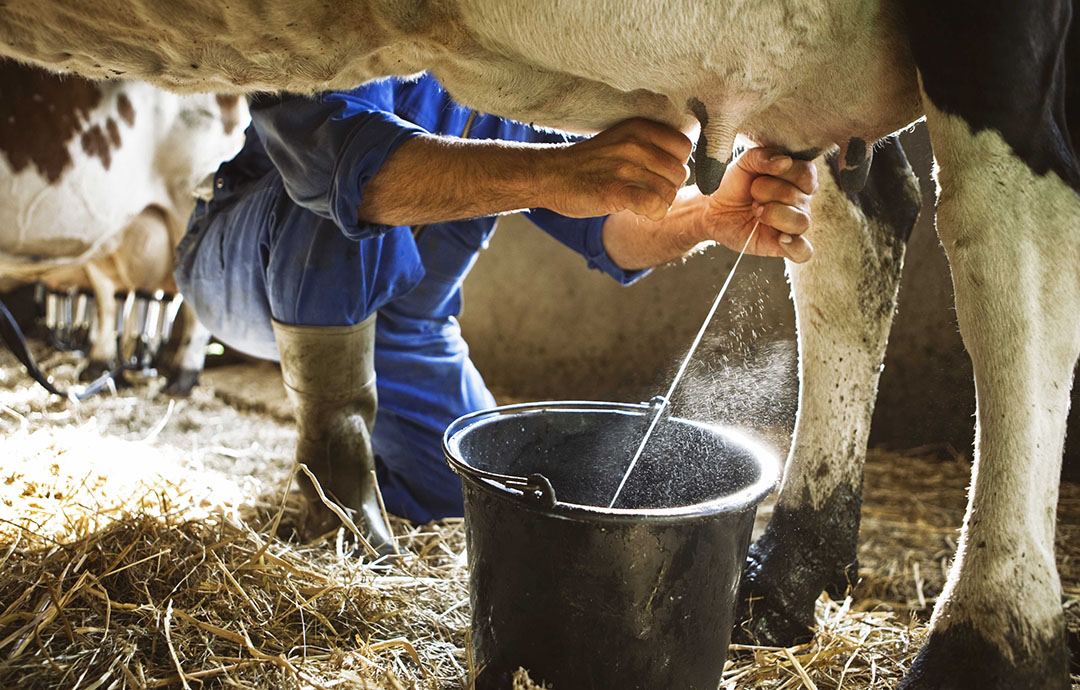 Javna rasprava za poljoprivrednike,predlaže se subvencija mlijeka sa 0,03 € po litru