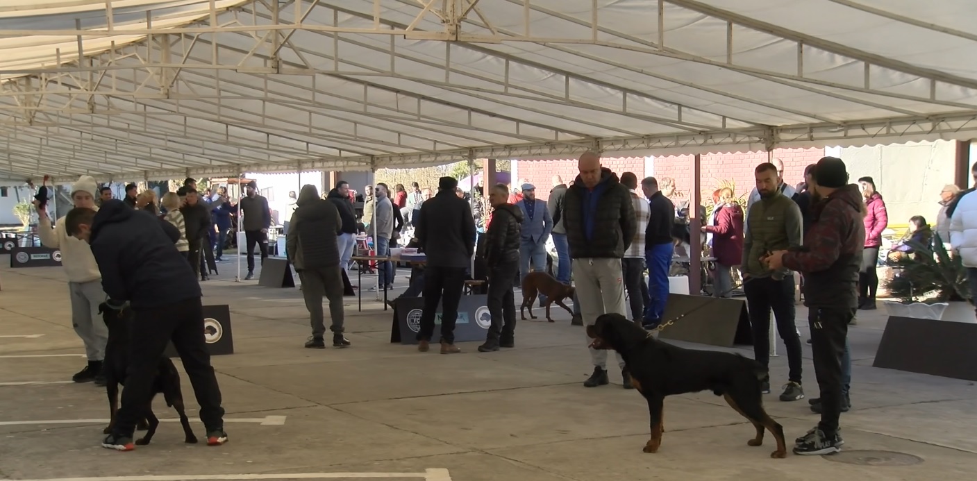 Ulcinj: Otvorena međunarodna izložba pasa, učestvuje 251 takmičar